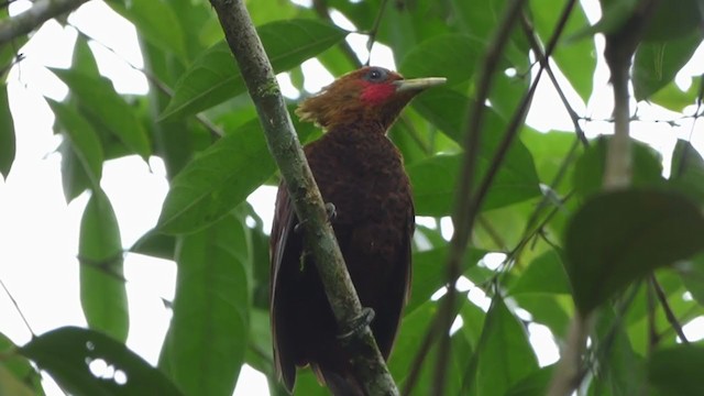 Carpintero Castaño - ML228528341