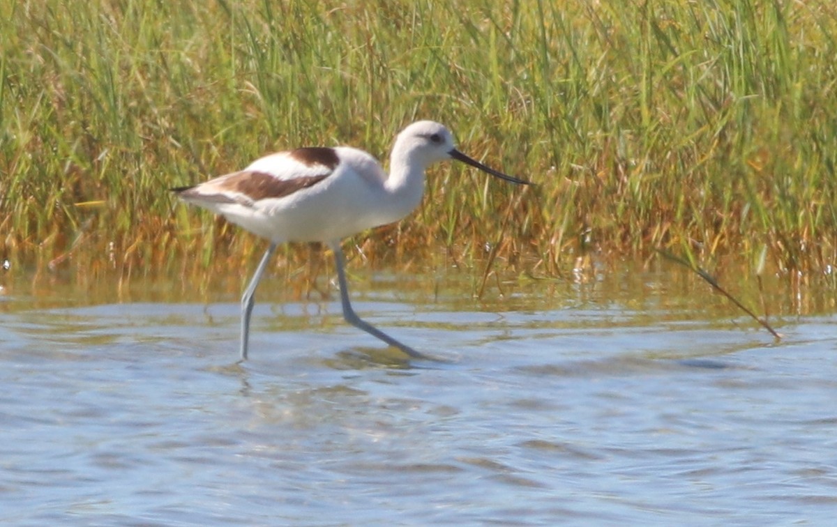 American Avocet - Gary Leavens