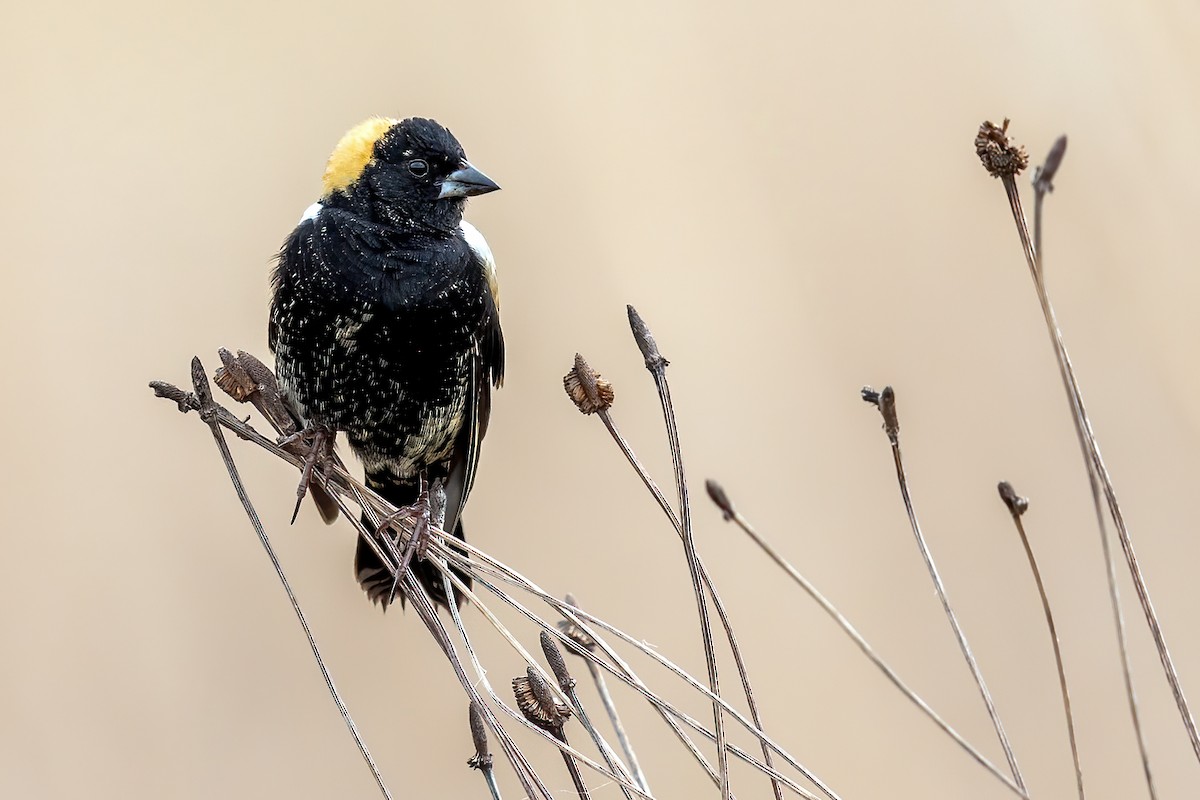 Bobolink - Brad Imhoff
