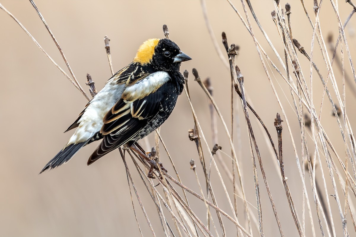 Bobolink - Brad Imhoff