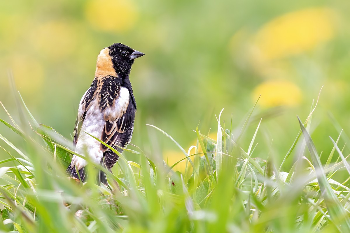 Bobolink - Brad Imhoff