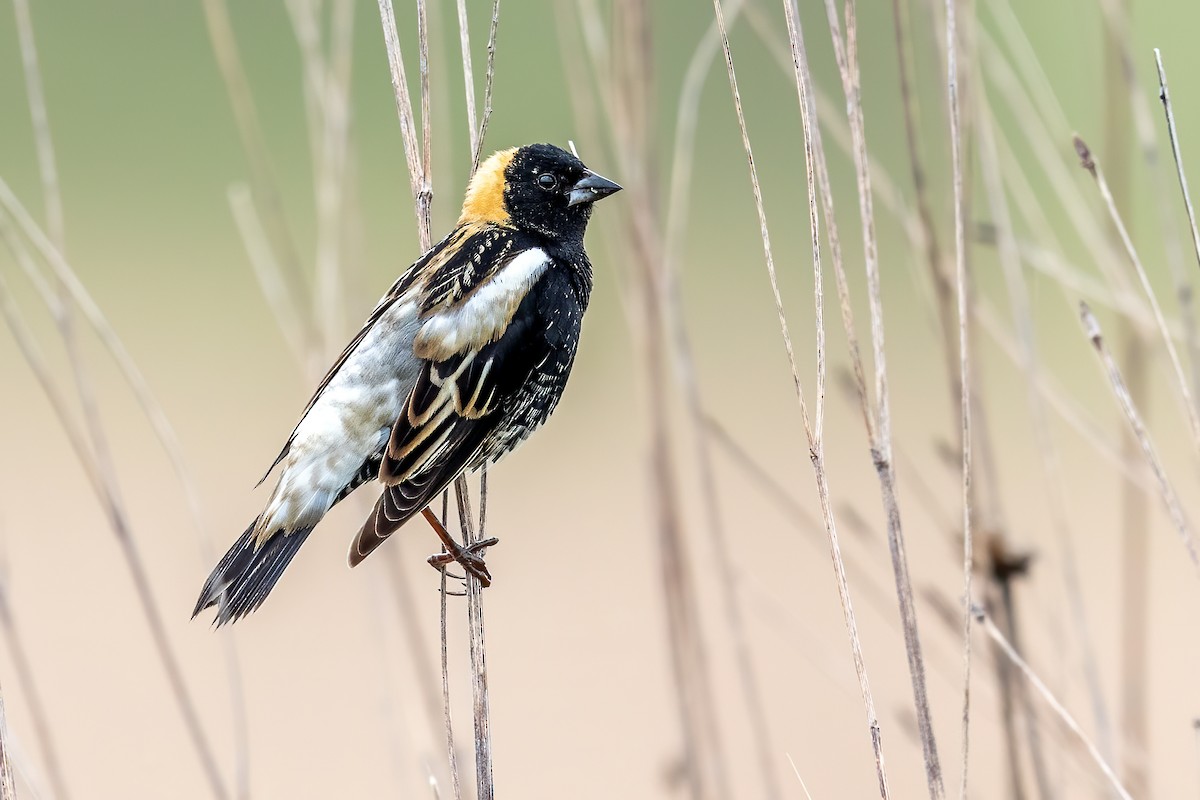 Bobolink - Brad Imhoff