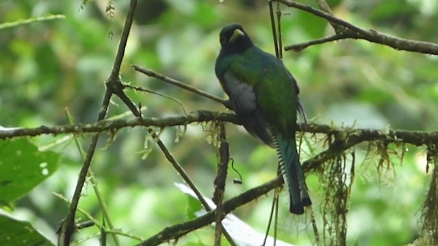 trogon modroocasý - ML228531071