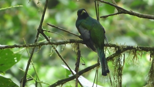 Northern Black-throated Trogon - ML228531071