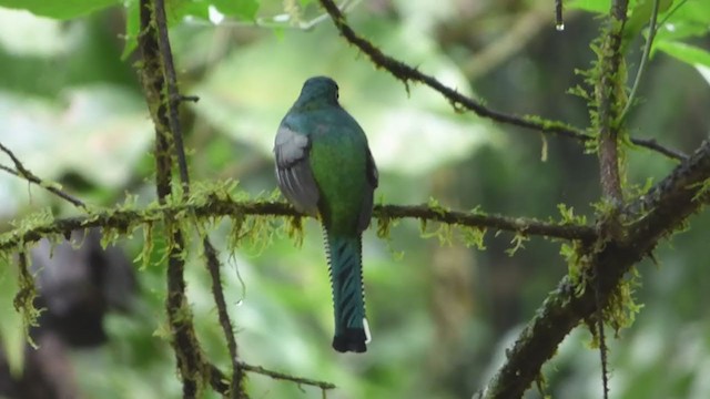 Northern Black-throated Trogon - ML228531151