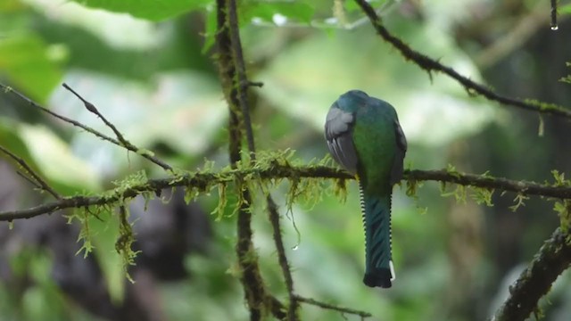 Kuzeyli Kara Gerdanlı Trogon - ML228531251