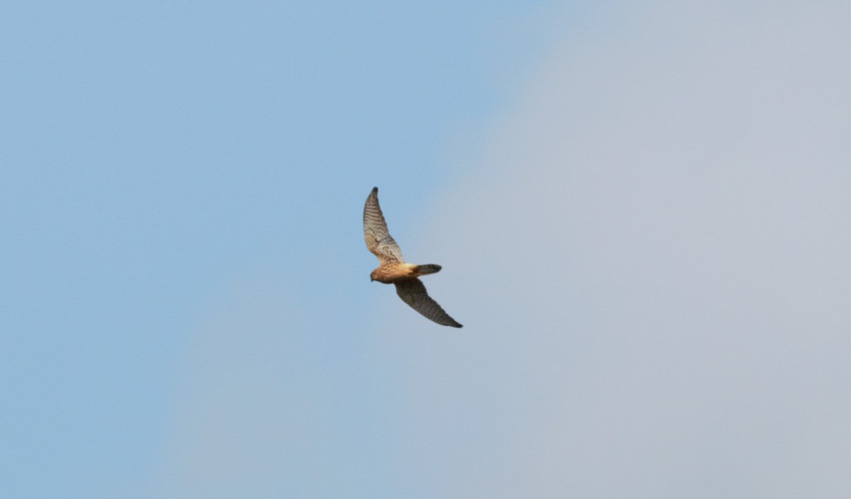 Eurasian Kestrel - Alexandre Hespanhol Leitão