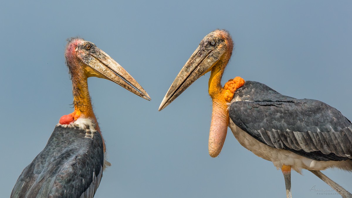 Greater Adjutant - Abhishek Das