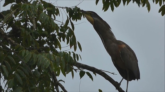 Bare-throated Tiger-Heron - ML228533601