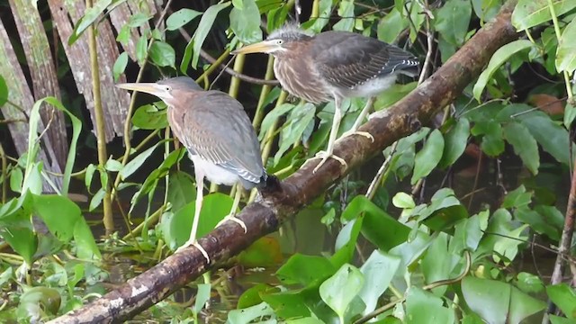 Green Heron - ML228534161