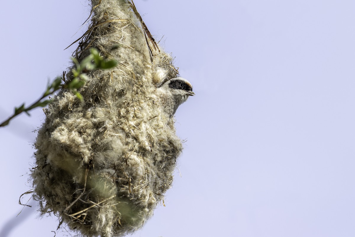 Eurasian Penduline-Tit - ML228534741