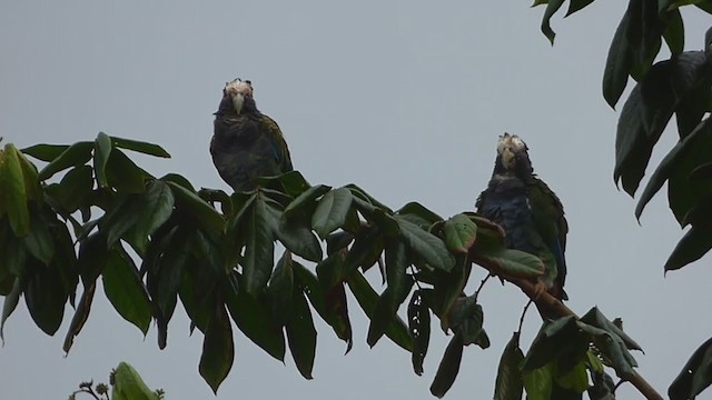 White-crowned Parrot - ML228534801