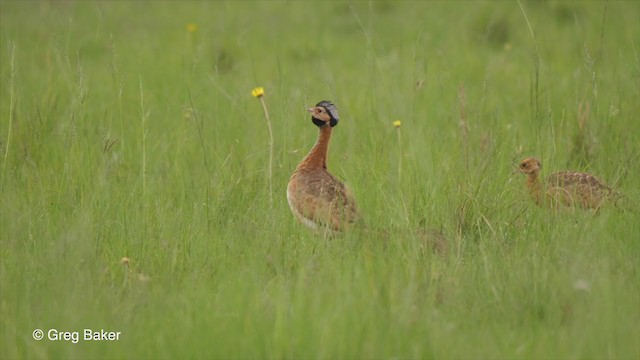 セネガルショウノガン（barrowii／mackenziei） - ML228535621