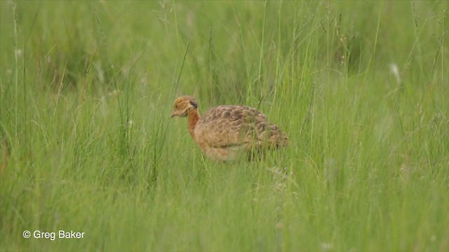 White-bellied Bustard (Barrow's) - ML228535631