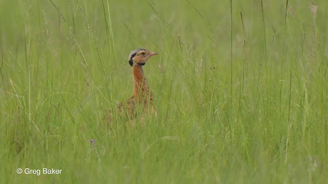 White-bellied Bustard (Barrow's) - ML228535761