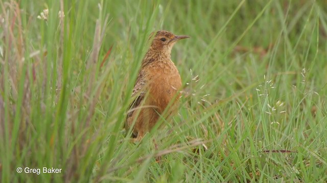 Spike-heeled Lark - ML228536121