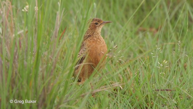 Alouette éperonnée (groupe albofasciata) - ML228536121