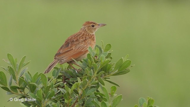 Alouette à nuque rousse - ML228536371