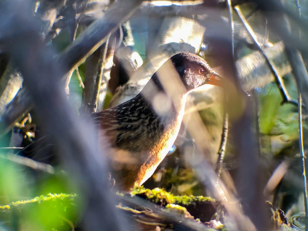 Virginia Rail - ML228536891