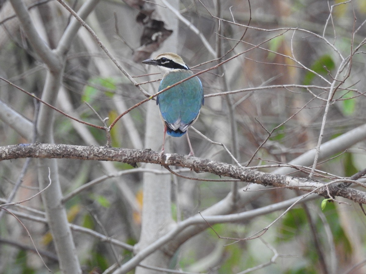 Indian Pitta - tanmay mukhopadhyay