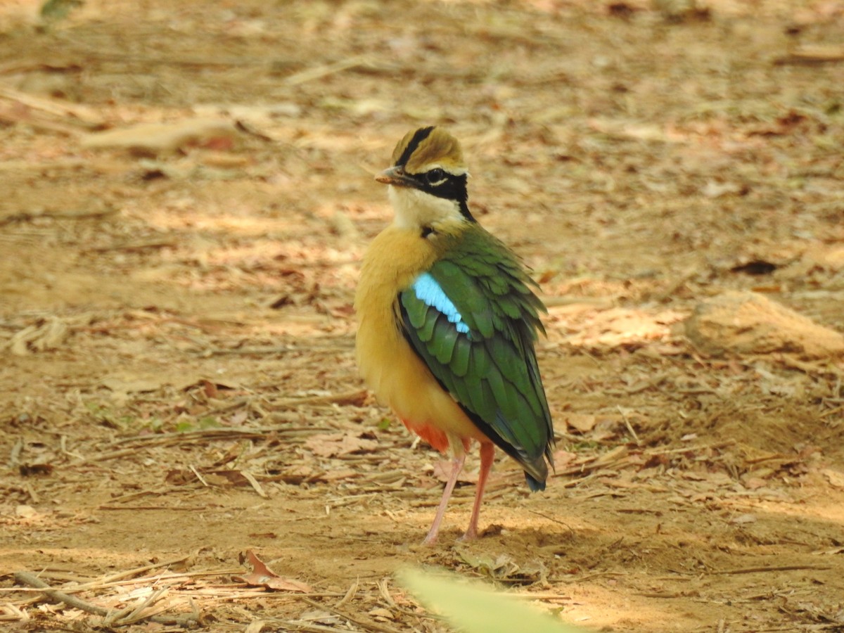 Indian Pitta - tanmay mukhopadhyay