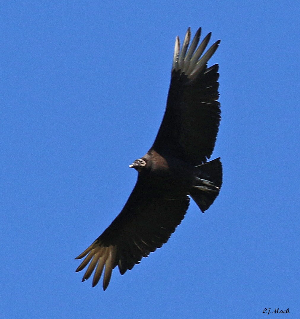 Black Vulture - ML228537381