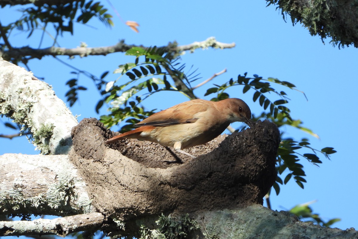 Rufous Hornero - Ricardo Battistino