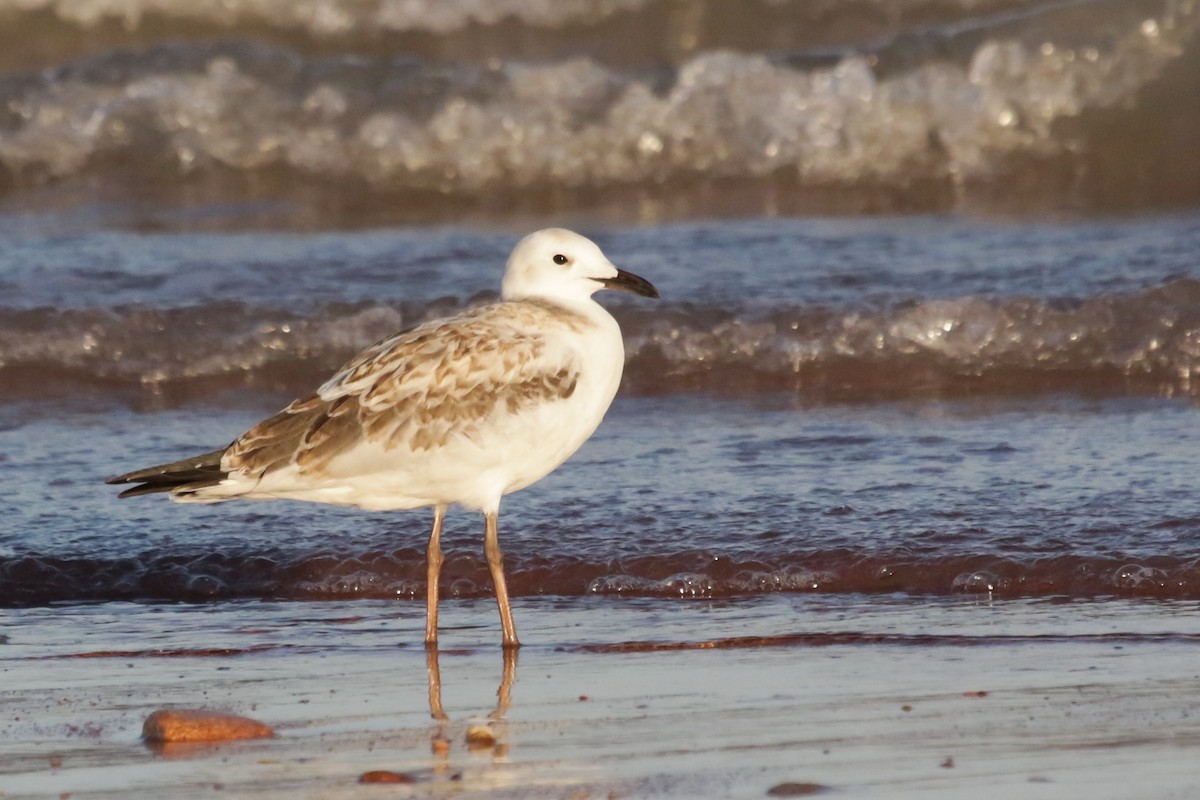 Gaviota Plateada - ML228540881