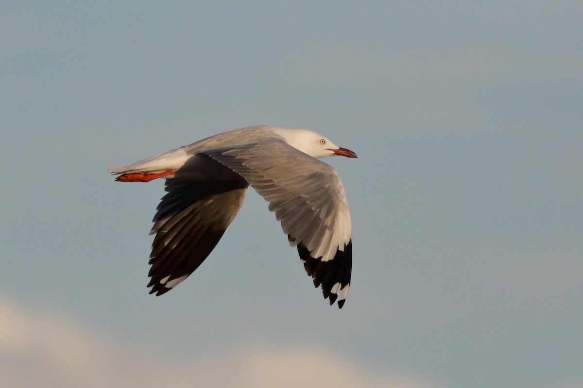 Silver Gull - ML228540961