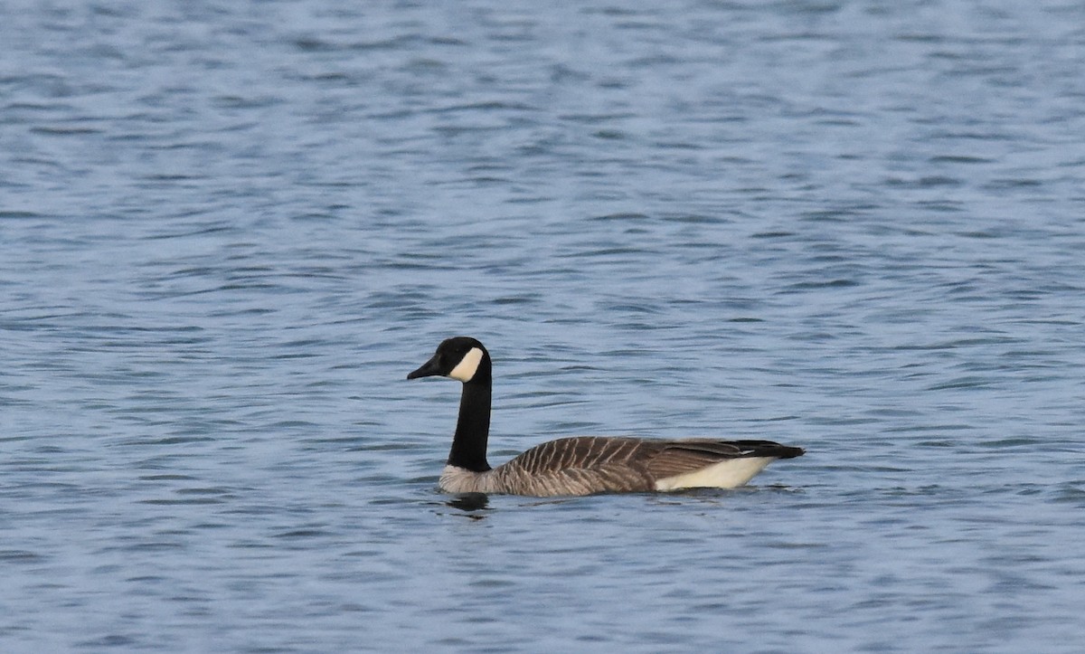 Canada Goose - Anthony Vanderheyden