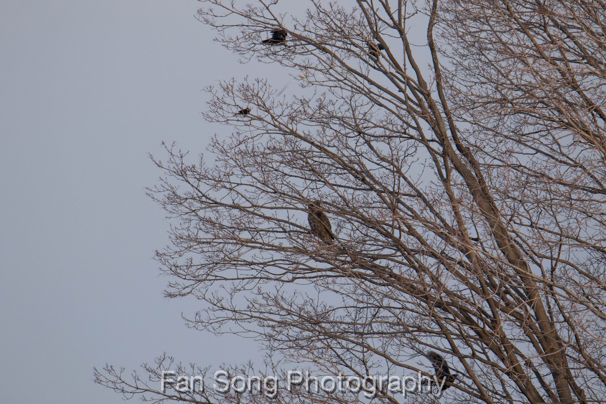 Great Horned Owl - ML228541831