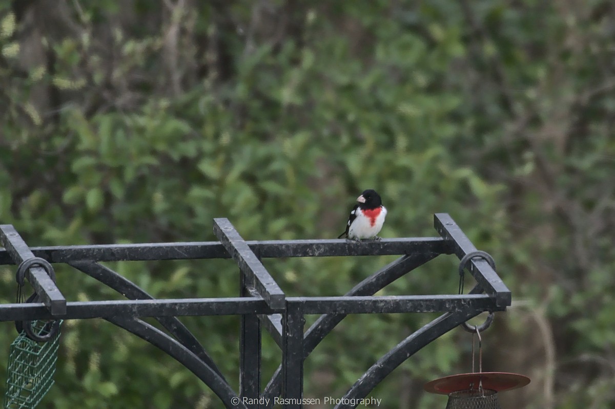 Rose-breasted Grosbeak - ML228544451