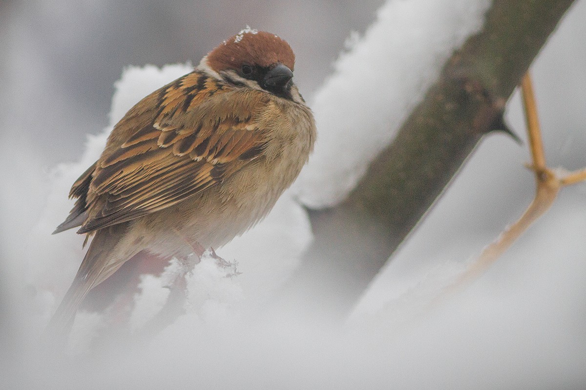 Eurasian Tree Sparrow - ML228544831