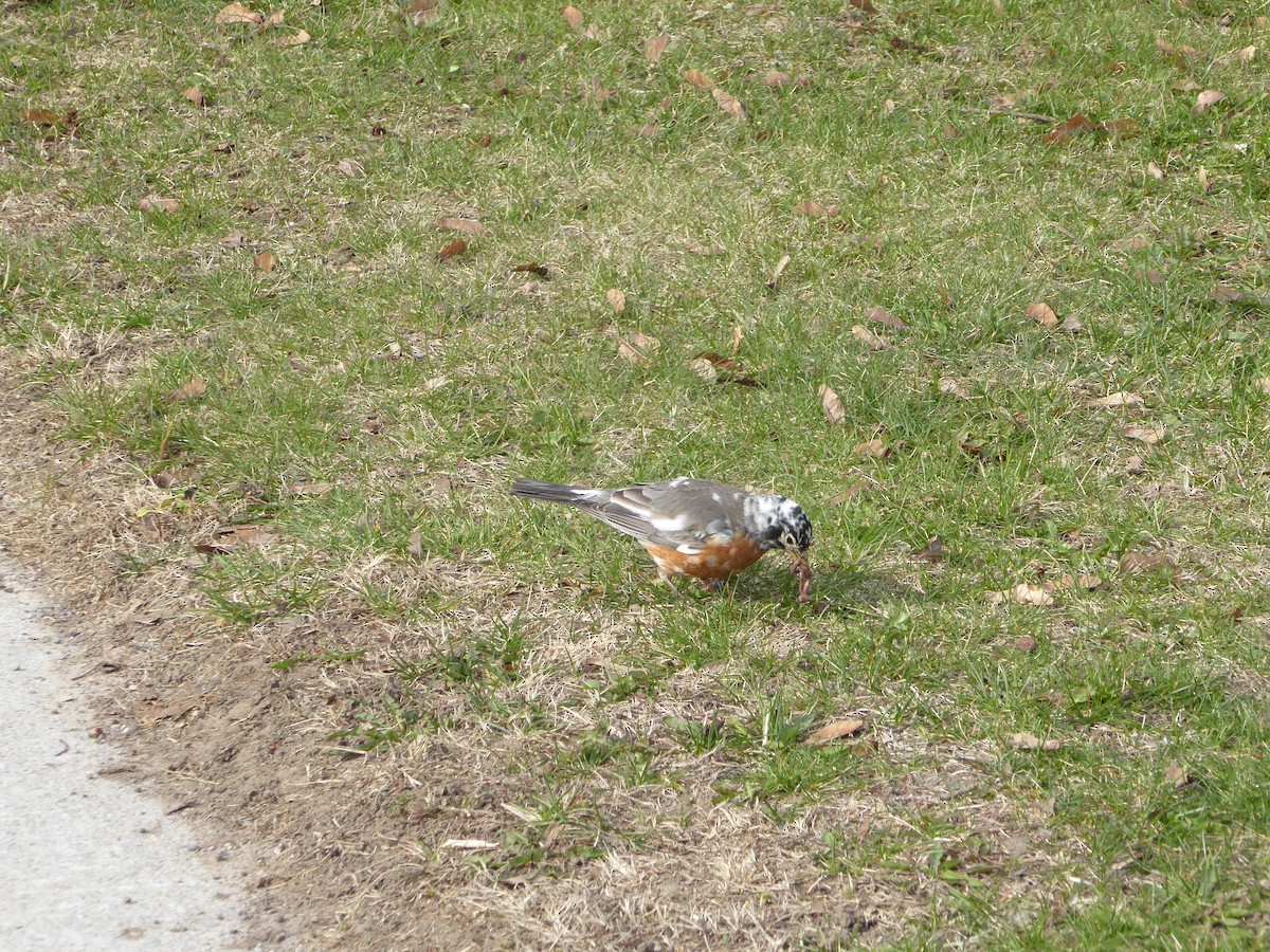 American Robin - ML228548011