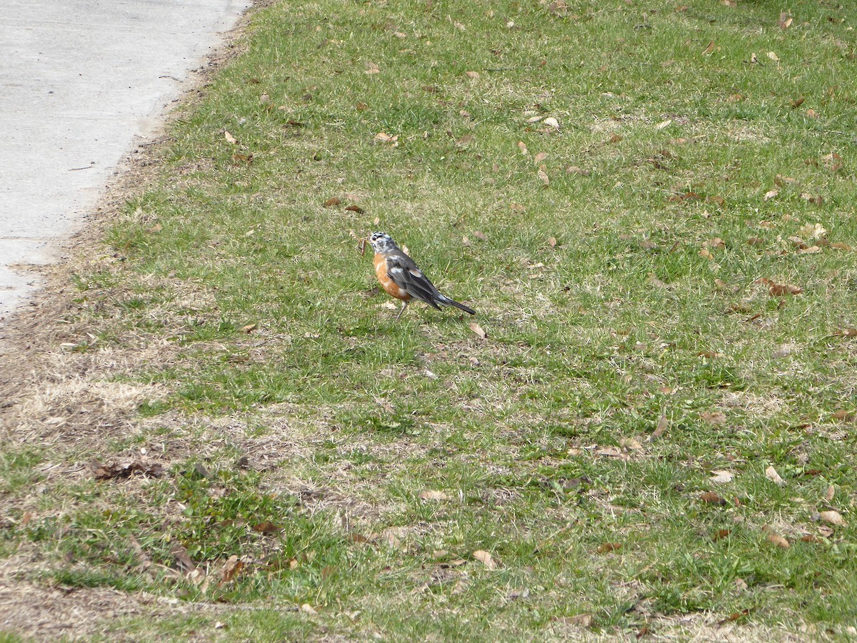 American Robin - ML228548071