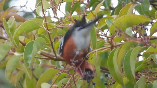 Eurasian Bullfinch - ML228548161