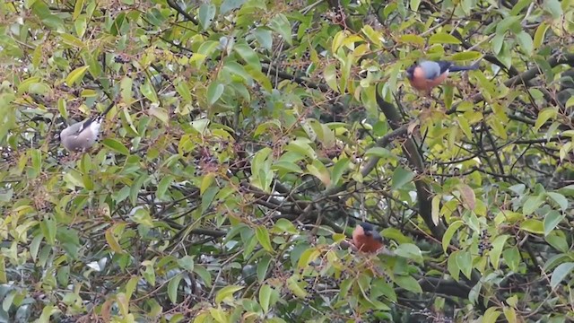 Eurasian Bullfinch - ML228548221