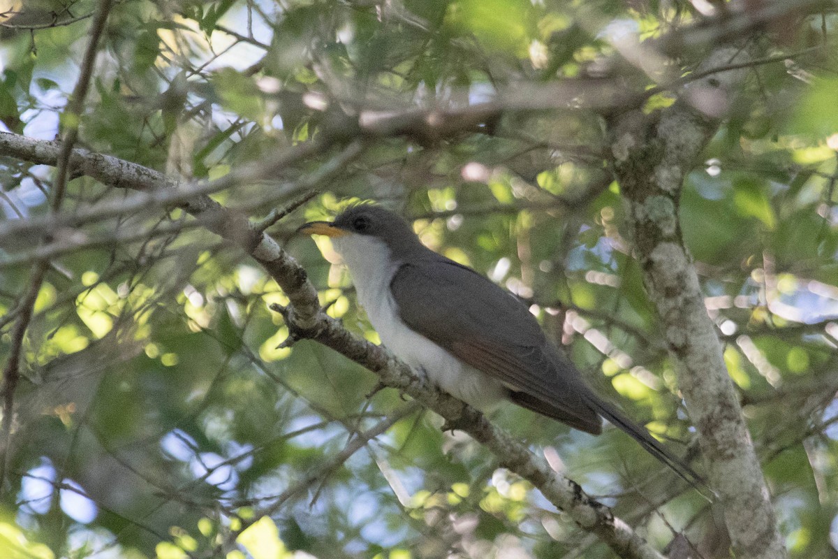 Yellow-billed Cuckoo - ML228549031