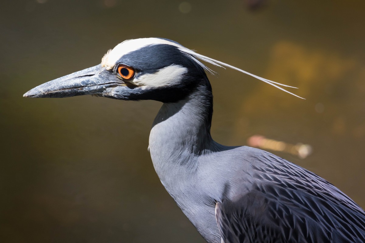 Yellow-crowned Night Heron - ML228549161