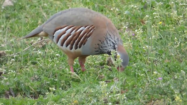 Red-legged Partridge - ML228549481