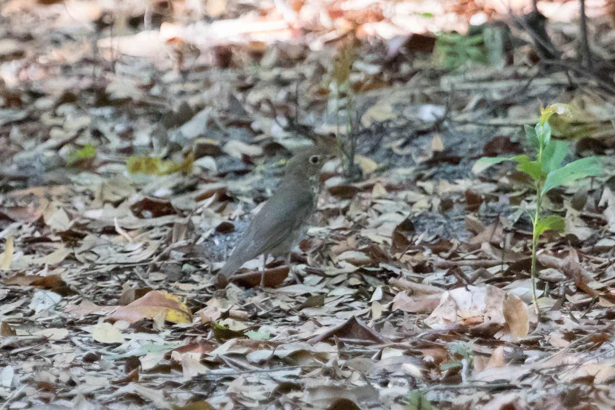 Swainson's Thrush - ML228549521