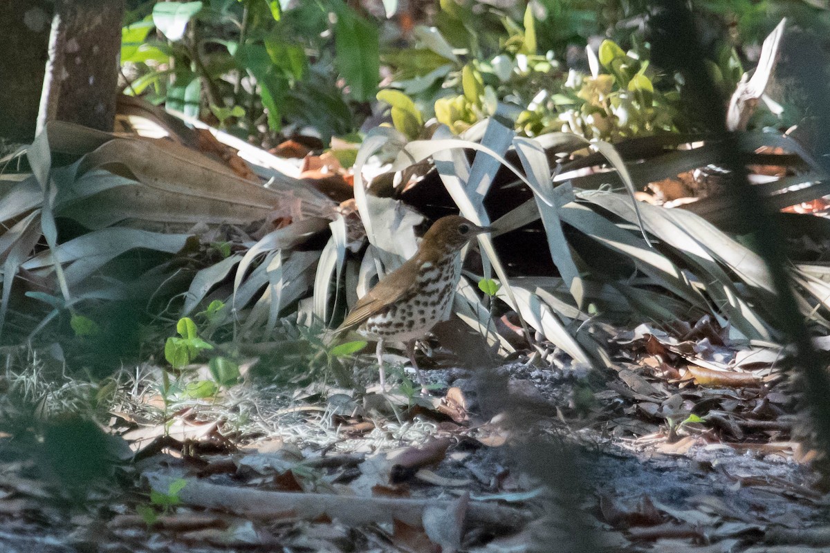 Wood Thrush - ML228549721