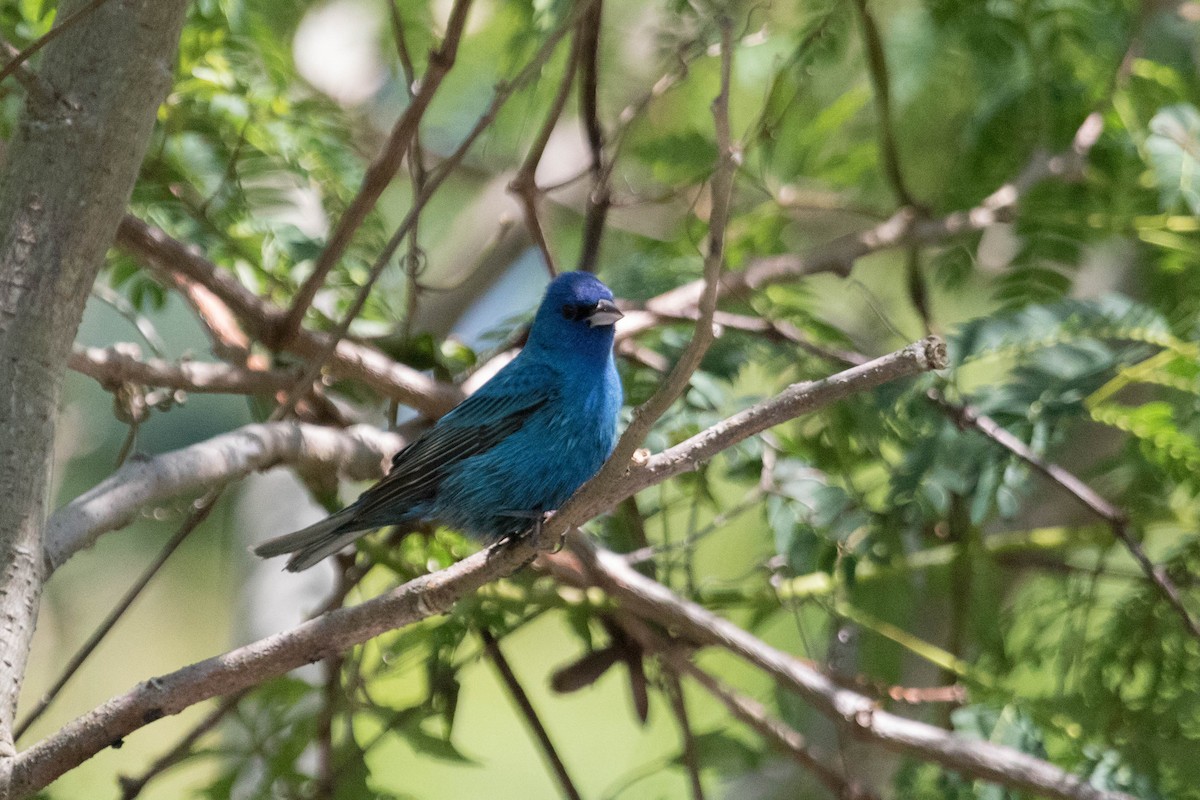 Indigo Bunting - ML228549791