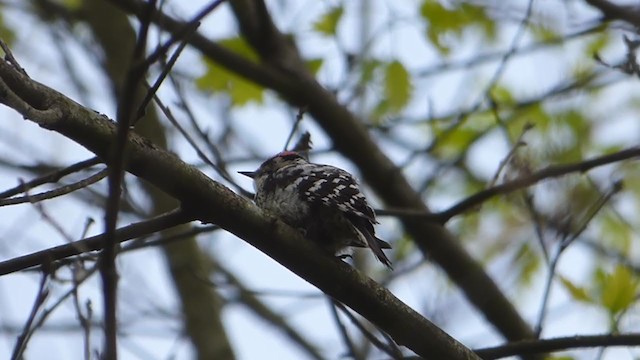 Lesser Spotted Woodpecker - ML228550341