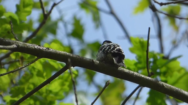 Lesser Spotted Woodpecker - ML228550381