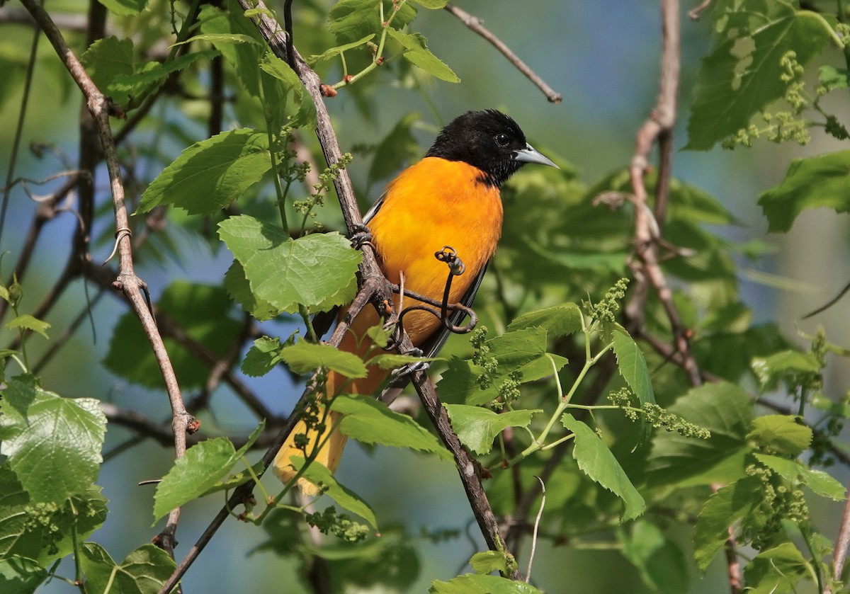 Baltimore Oriole - ML228552781