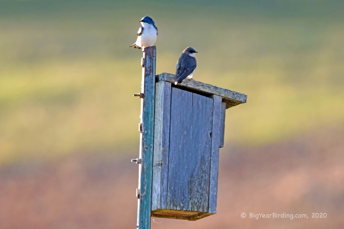 Tree Swallow - ML228552861