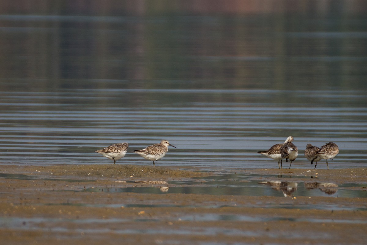 Great Knot - ML228553771