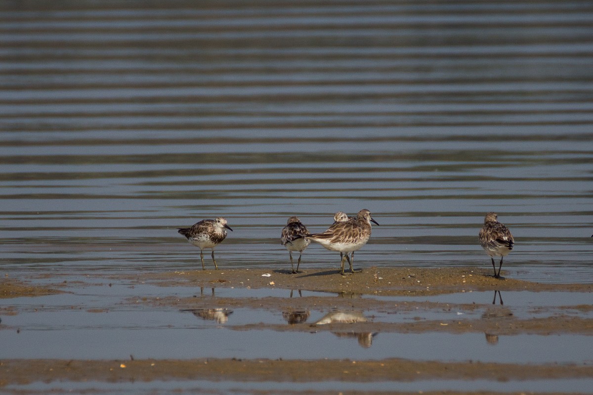 Great Knot - ML228553801