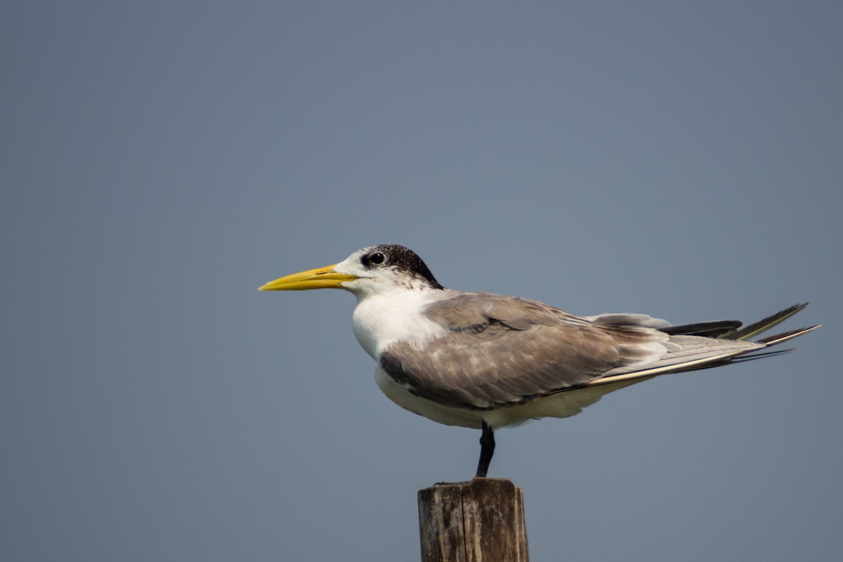 Great Crested Tern - Tarun Menon